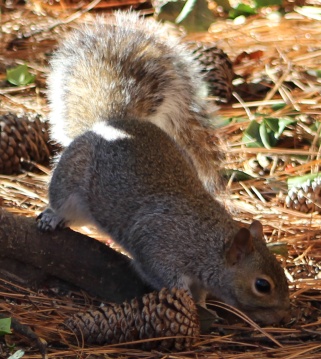 Squirrel 4a